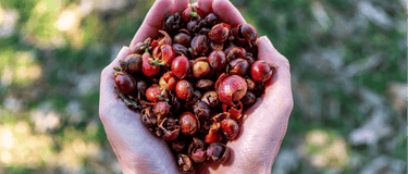 Meet Cascara: Why Herbalists Still Turn to Nature’s Laxative