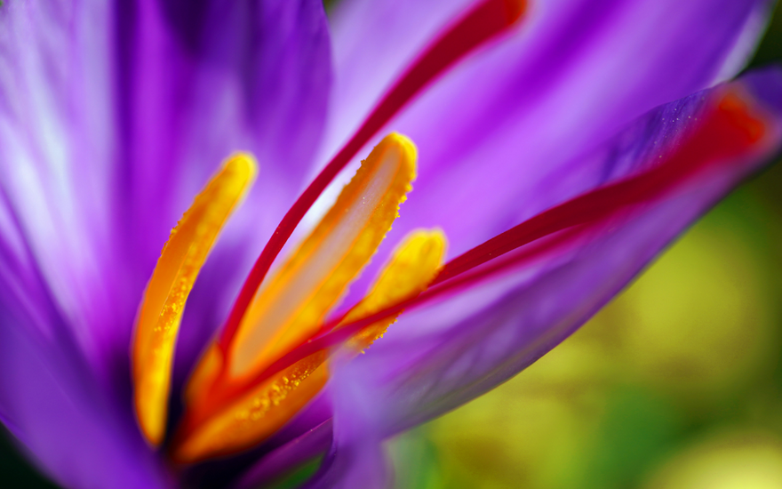 Saffron and Mood: Reasons This Tiny Spice Can Transform How You Feel