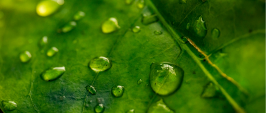 Chlorophyll Explained: Why Deep Green Plants Support Natural Detoxification