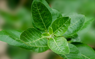 Adaptogens and Cortisol Explained