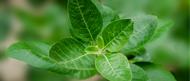 Adaptogens and Cortisol Explained