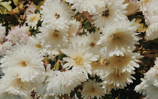 Natural Remedies for PCOS: Powerful, Science-Backed Solutions for Hormone Balance