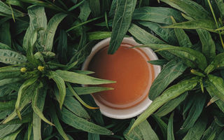 L-Theanine: Powerful Ways This Natural Tea Compound Transforms How Your Brain Handles Stress