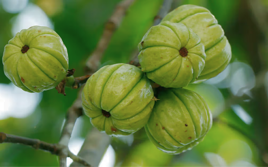 Emotional Eating: Can Garcinia Cambogia Help Break the Cycle?
