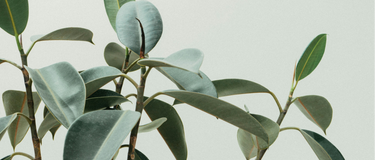 The Fat-Burning Mechanisms of Nature: How Botanicals Boost Your Metabolism