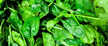 Why Your Gut Bacteria Love Plants More Than Anything Else