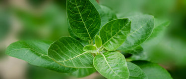 Adaptogens: The ancient herbs that banish stress + anxiety